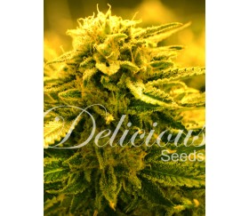 Sugar Black Rose de Delicious Seeds