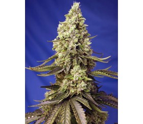 Runtz XL Auto - Sweet Seeds