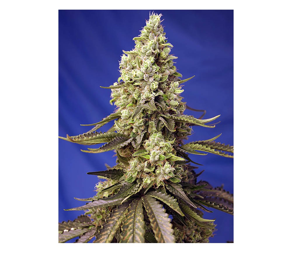 Runtz XL Auto - Sweet Seeds