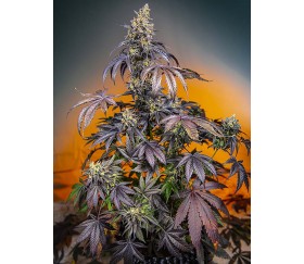 Red Gorilla Girl XL Auto - Sweet Seeds