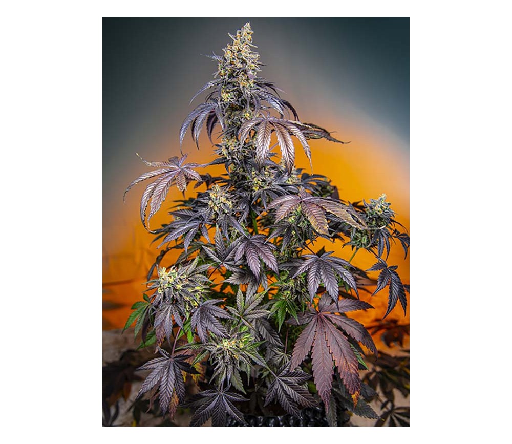 Red Gorilla Girl XL Auto - Sweet Seeds