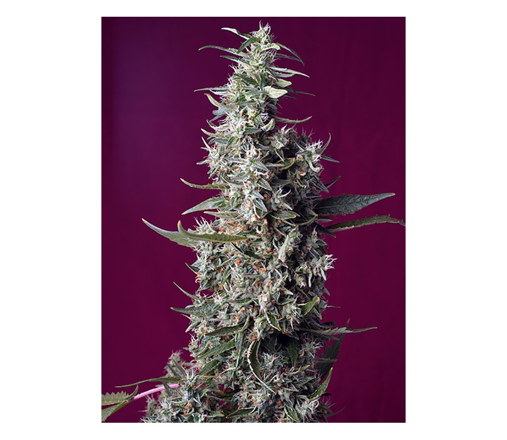 Sweet Cherry Pie by Sweet Seeds