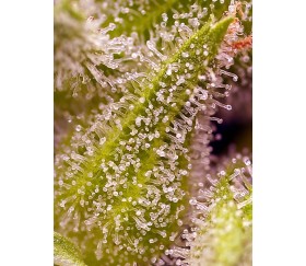 Sweet Cherry Pie de Sweet Seeds