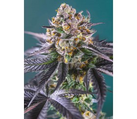 Red Strawberry Banana Auto - Sweet Seeds