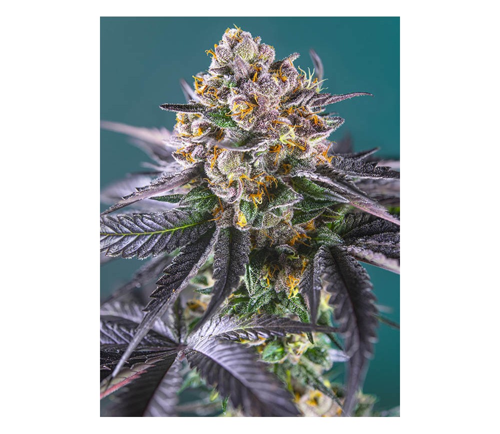 Red Strawberry Banana Auto - Sweet Seeds