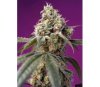 Bruce Banner Auto – Sweet Seeds