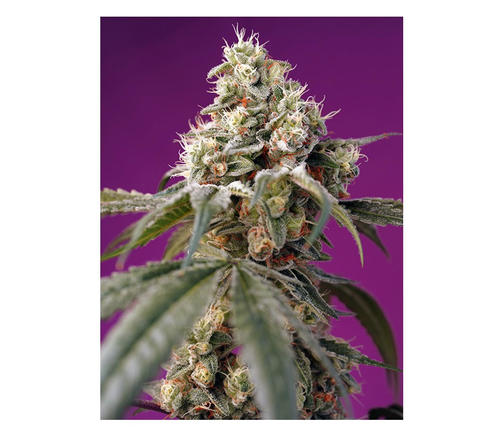 Bruce Banner Auto – Sweet Seeds