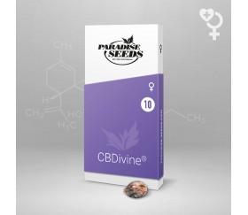 CBDivine - Paradise Seeds