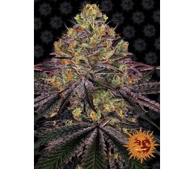 Barneys Farm Wassermelone Zkittlez