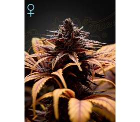 Deep Candy -Green House Seeds