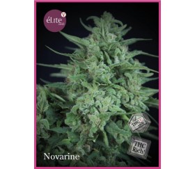 Novarine - Elite Seeds