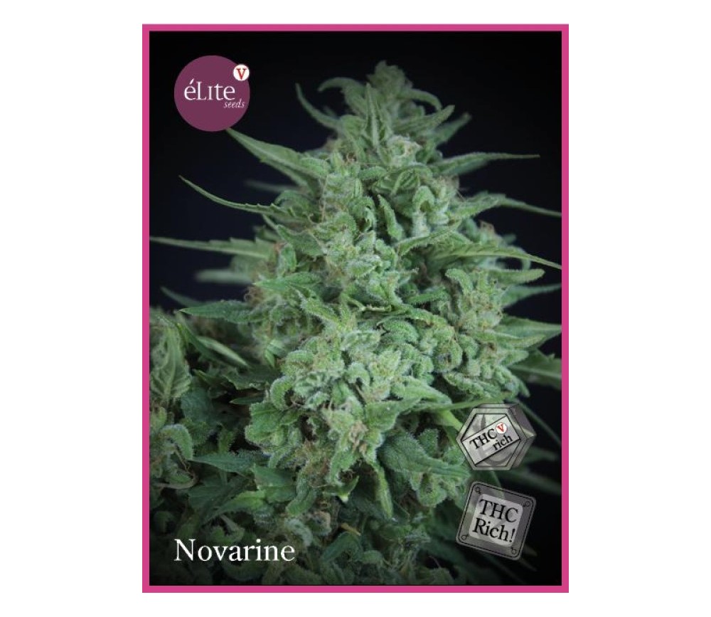 Novarine - Elite Seeds