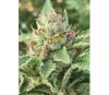 Apple Blossom de Humboldt Seeds Company