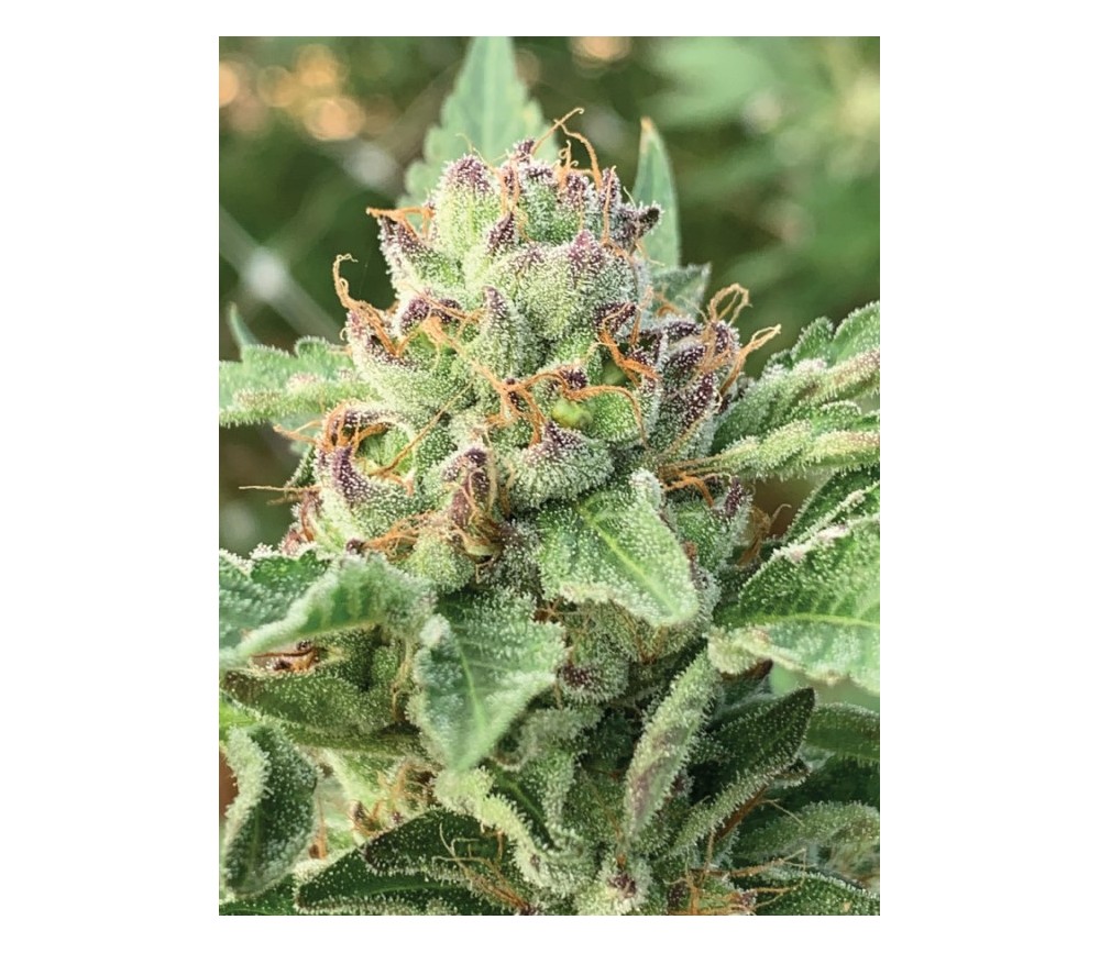 Apple Blossom de Humboldt Seeds Company