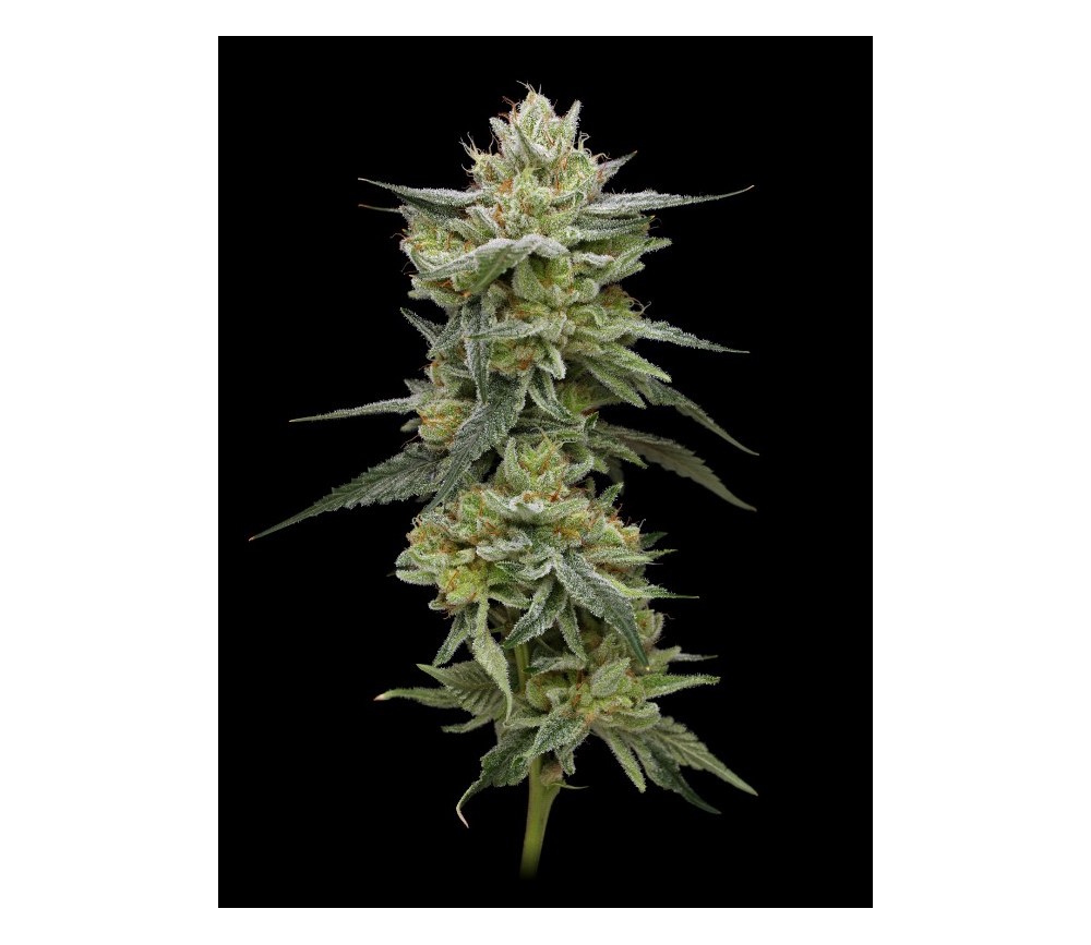 Jelly Rancher - Humboldt Seeds Company