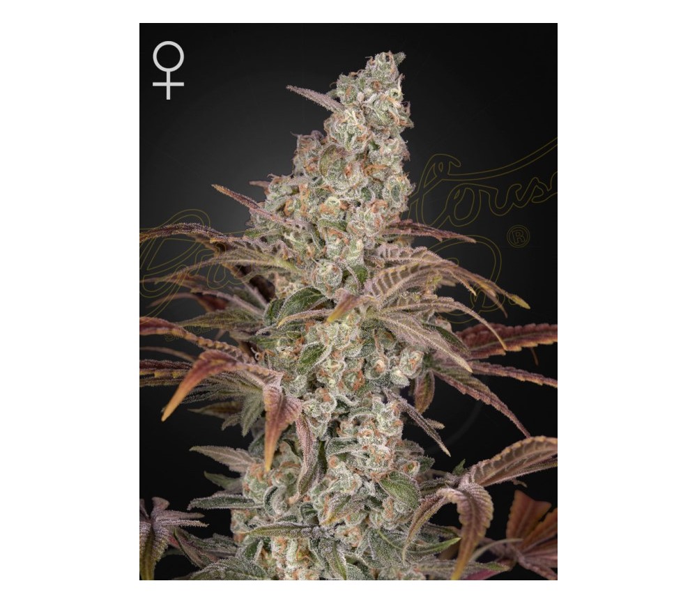 Jack's Dream - Green House Seeds