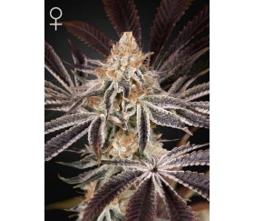 Dark Phoenix - Green House Seeds