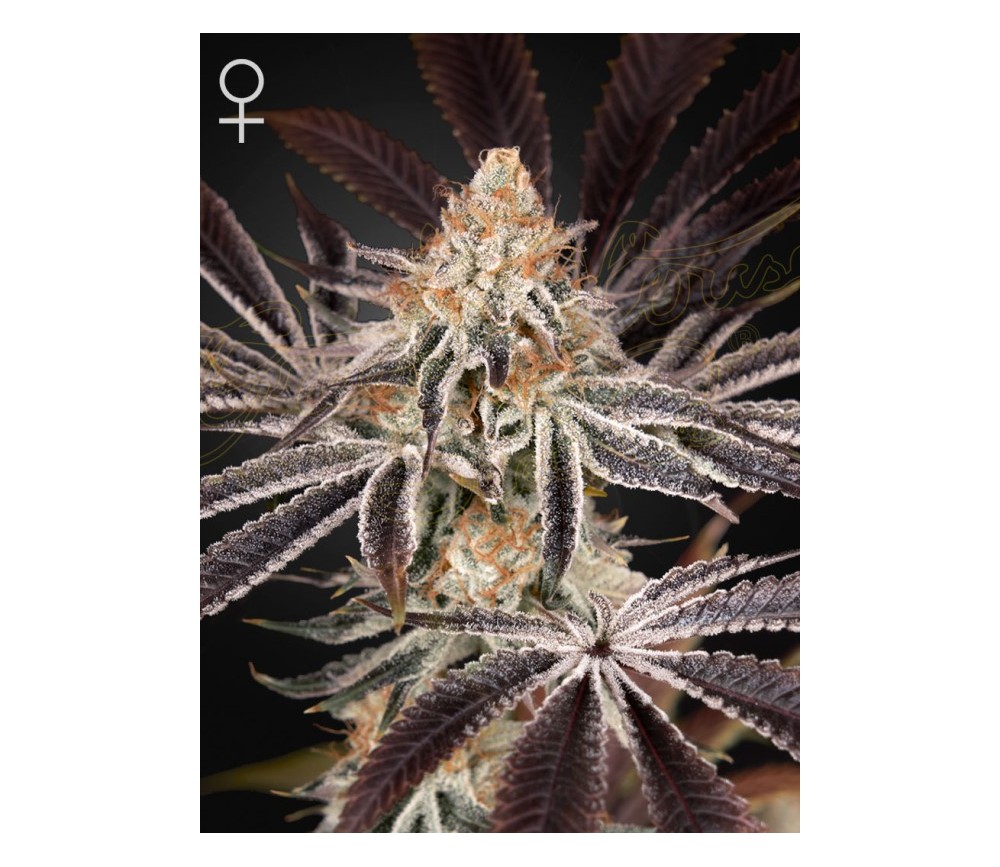 Dark Phoenix - Green House Seeds