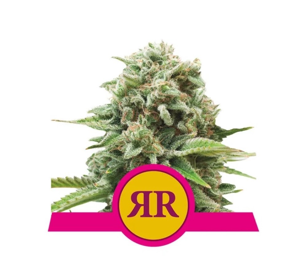 Royal Runtz - Royal Queen Seeds