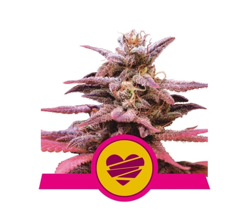 Wedding Crasher - Royal Queen Seeds