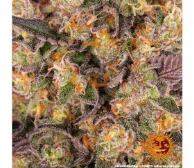 Runtz Muffin - Barney's Farm