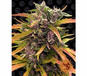 Gorilla-Kleber Auto - Barney's Farm