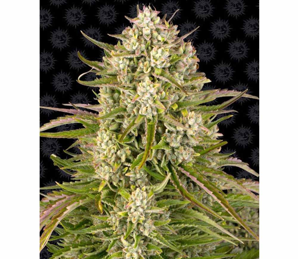 Wedding Cake Auto de Barneys Farm