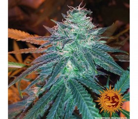 Triple Cheese de Barneys Farm