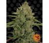 Triple Cheese de Barneys Farm