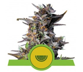 Watermelon Automatic - Royal Queen Seeds
