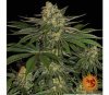 Barneys Farm Gorilla Zkittlez Seeds