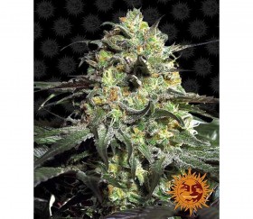 Peyote Cookies de Barneys Farm