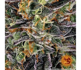 Barneys Farm Wassermelone Zkittlez