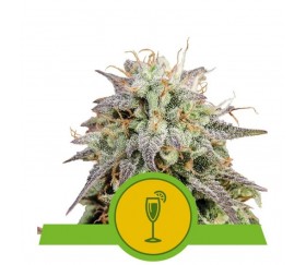 Mimosa Automatic - Royal Queen Seeds