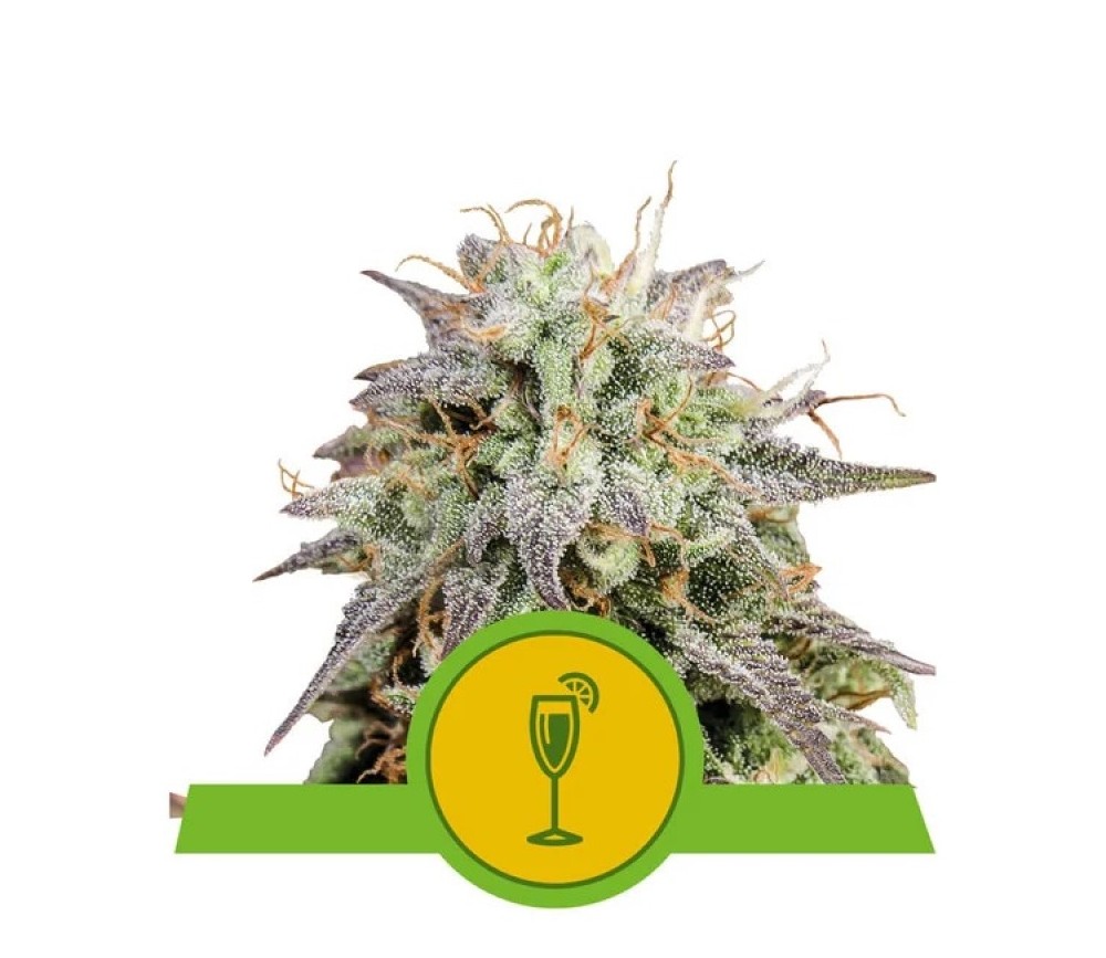 Mimosa Automatic - Royal Queen Seeds