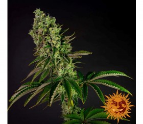 Tropicanna Banana - Barney’s Farm