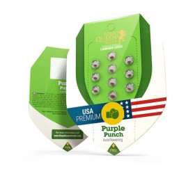 Purple Punch Automatique -Royal Queen Seeds
