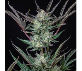 Purple Punch Automatic -Royal Queen Seeds