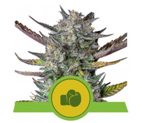 Purple Punch Automatic -Royal Queen Seeds