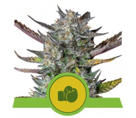 Purple Punch Automatique -Royal Queen Seeds