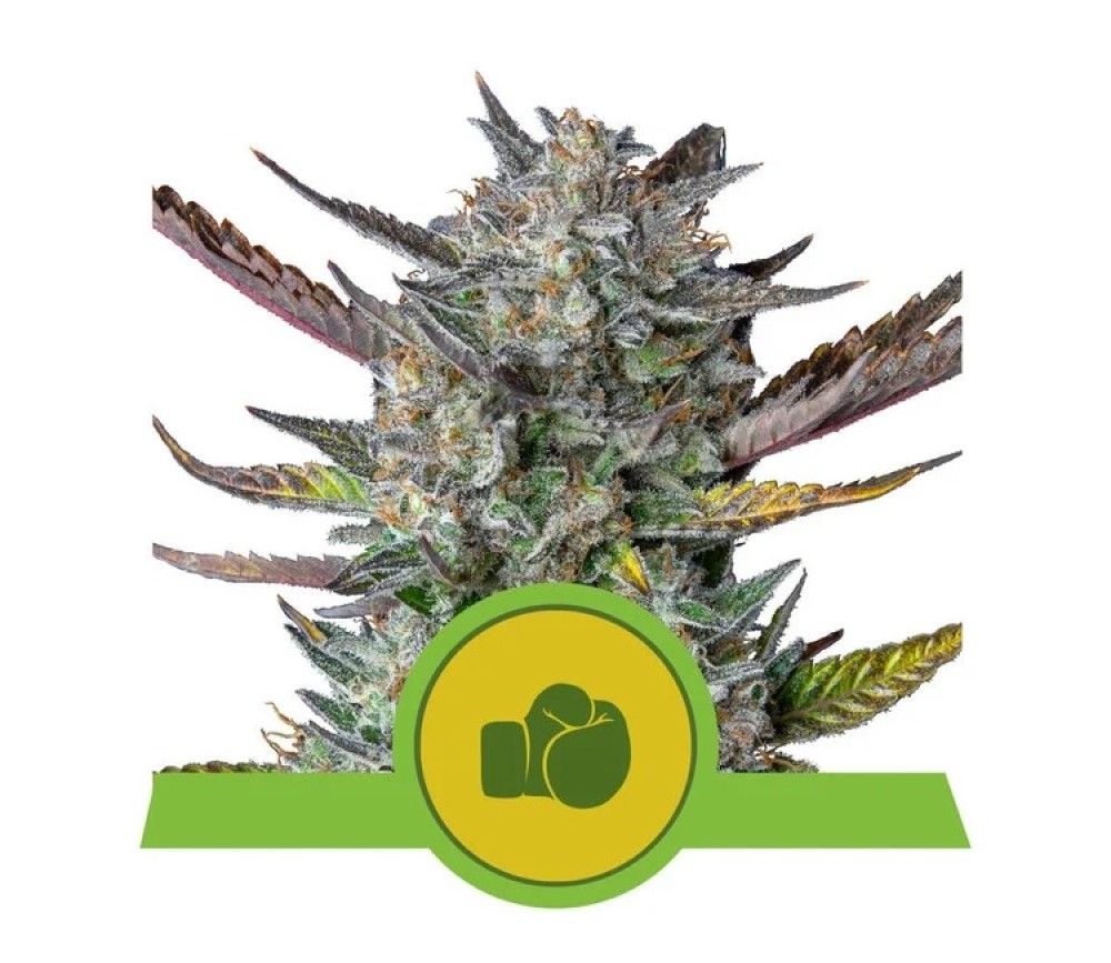 Purple Punch Automatique -Royal Queen Seeds