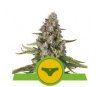 Sherbet Queen Automatic - Royal Queen Seeds