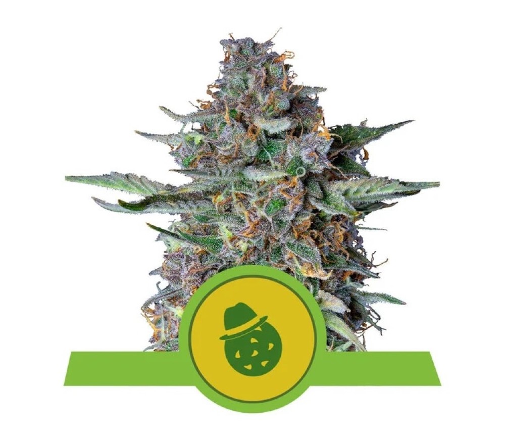 Do-si-dos Automatic - Royal Queen Seeds