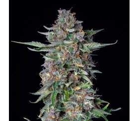 Do-si-dos Automatic - Royal Queen Seeds