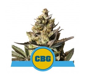 Royal CBG Automatic from Royal Queen Seeds