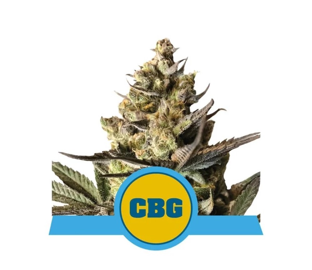 Royal CBG Automatic von Royal Queen Seeds