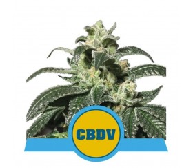 Royal CBDV Automatisch - Royal Queen Seeds