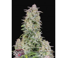 Forbidden Runtz Auto - Fast Buds