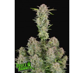 Bruce Banner Auto -Fast Buds