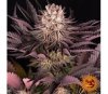 Mimosa x Orange Punch - Barney's Farm